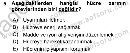 Temel Veteriner Histoloji ve Embriyoloji Dersi 2016 - 2017 Yılı 3 Ders Sınav Soruları 5. Soru