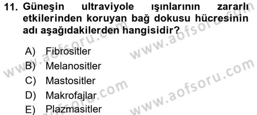 Temel Veteriner Histoloji ve Embriyoloji Dersi 2016 - 2017 Yılı (Vize) Ara Sınav Soruları 11. Soru