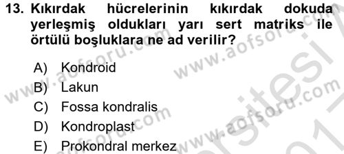 Temel Veteriner Histoloji ve Embriyoloji Dersi Ara Sınavı Deneme Sınav Soruları 13. Soru
