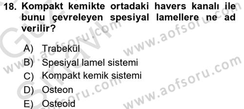 Temel Veteriner Histoloji ve Embriyoloji Dersi Ara Sınavı Deneme Sınav Soruları 18. Soru