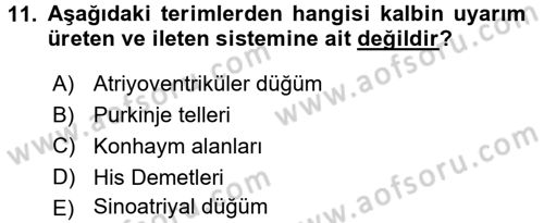 Temel Veteriner Histoloji ve Embriyoloji Dersi 2016 - 2017 Yılı (Final) Dönem Sonu Sınav Soruları 11. Soru