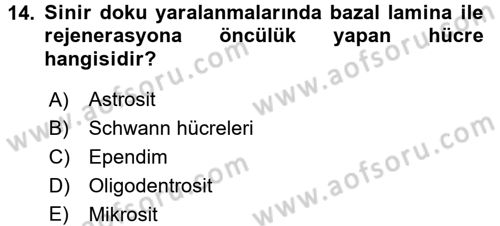 Temel Veteriner Histoloji ve Embriyoloji Dersi 2016 - 2017 Yılı (Final) Dönem Sonu Sınav Soruları 14. Soru