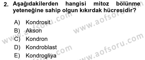 Temel Veteriner Histoloji ve Embriyoloji Dersi 2016 - 2017 Yılı (Final) Dönem Sonu Sınav Soruları 2. Soru