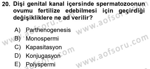 Temel Veteriner Histoloji ve Embriyoloji Dersi 2016 - 2017 Yılı (Final) Dönem Sonu Sınav Soruları 20. Soru