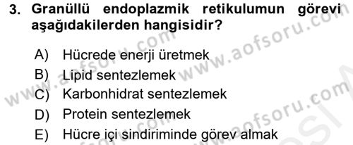 Temel Veteriner Histoloji ve Embriyoloji Dersi 2016 - 2017 Yılı (Final) Dönem Sonu Sınav Soruları 3. Soru