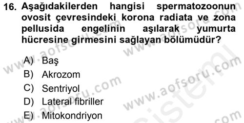 Temel Veteriner Histoloji ve Embriyoloji Dersi 2017 - 2018 Yılı 3 Ders Sınav Soruları 16. Soru