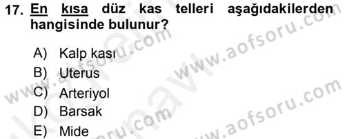 Temel Veteriner Histoloji ve Embriyoloji Dersi 2017 - 2018 Yılı 3 Ders Sınav Soruları 17. Soru