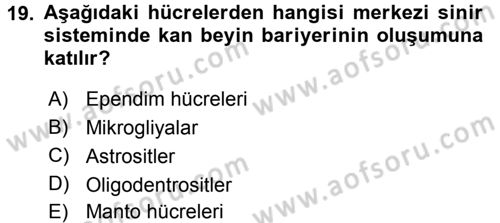 Temel Veteriner Histoloji ve Embriyoloji Dersi 2017 - 2018 Yılı 3 Ders Sınav Soruları 19. Soru