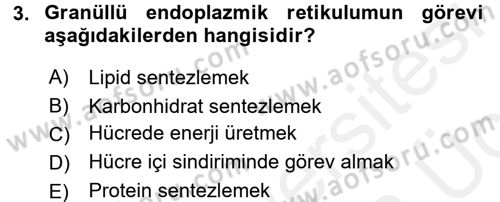 Temel Veteriner Histoloji ve Embriyoloji Dersi 2017 - 2018 Yılı 3 Ders Sınav Soruları 3. Soru