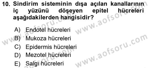 Temel Veteriner Histoloji ve Embriyoloji Dersi Ara Sınavı Deneme Sınav Soruları 10. Soru