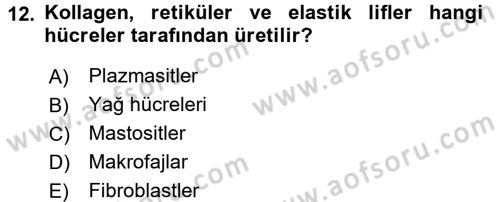 Temel Veteriner Histoloji ve Embriyoloji Dersi Ara Sınavı Deneme Sınav Soruları 12. Soru