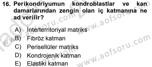 Temel Veteriner Histoloji ve Embriyoloji Dersi Ara Sınavı Deneme Sınav Soruları 16. Soru