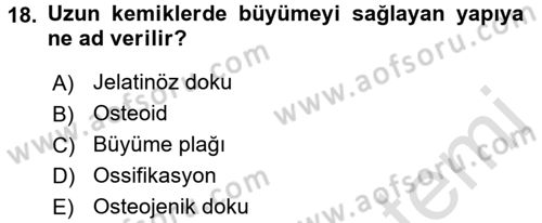 Temel Veteriner Histoloji ve Embriyoloji Dersi Ara Sınavı Deneme Sınav Soruları 18. Soru