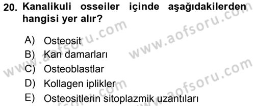 Temel Veteriner Histoloji ve Embriyoloji Dersi 2017 - 2018 Yılı (Vize) Ara Sınav Soruları 20. Soru