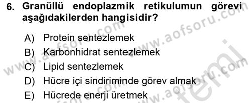 Temel Veteriner Histoloji ve Embriyoloji Dersi Ara Sınavı Deneme Sınav Soruları 6. Soru