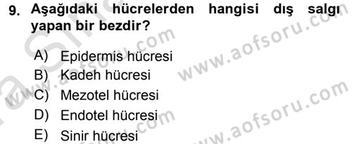 Temel Veteriner Histoloji ve Embriyoloji Dersi 2017 - 2018 Yılı (Vize) Ara Sınav Soruları 9. Soru