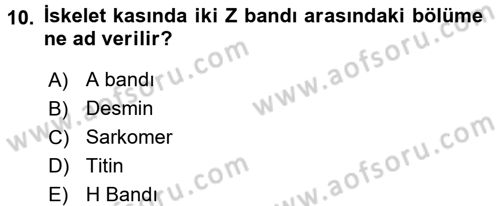Temel Veteriner Histoloji ve Embriyoloji Dersi 2017 - 2018 Yılı (Final) Dönem Sonu Sınav Soruları 10. Soru
