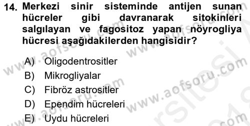 Temel Veteriner Histoloji ve Embriyoloji Dersi 2017 - 2018 Yılı (Final) Dönem Sonu Sınav Soruları 14. Soru