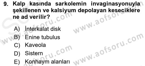 Temel Veteriner Histoloji ve Embriyoloji Dersi 2017 - 2018 Yılı (Final) Dönem Sonu Sınav Soruları 9. Soru