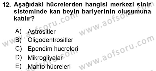 Temel Veteriner Histoloji ve Embriyoloji Dersi 2018 - 2019 Yılı 3 Ders Sınav Soruları 12. Soru