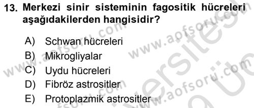 Temel Veteriner Histoloji ve Embriyoloji Dersi 2018 - 2019 Yılı 3 Ders Sınav Soruları 13. Soru