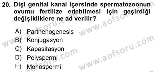 Temel Veteriner Histoloji ve Embriyoloji Dersi 2018 - 2019 Yılı 3 Ders Sınav Soruları 20. Soru