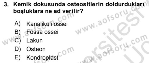 Temel Veteriner Histoloji ve Embriyoloji Dersi 2018 - 2019 Yılı 3 Ders Sınav Soruları 3. Soru