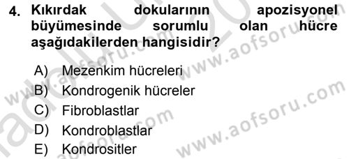 Temel Veteriner Histoloji ve Embriyoloji Dersi 2018 - 2019 Yılı 3 Ders Sınav Soruları 4. Soru