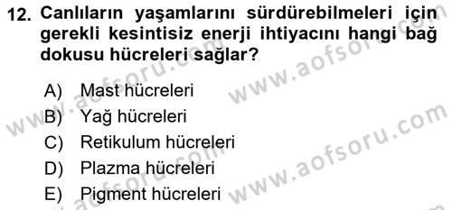 Temel Veteriner Histoloji ve Embriyoloji Dersi Ara Sınavı Deneme Sınav Soruları 12. Soru