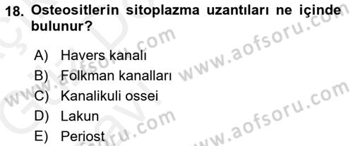 Temel Veteriner Histoloji ve Embriyoloji Dersi 2018 - 2019 Yılı (Vize) Ara Sınav Soruları 18. Soru