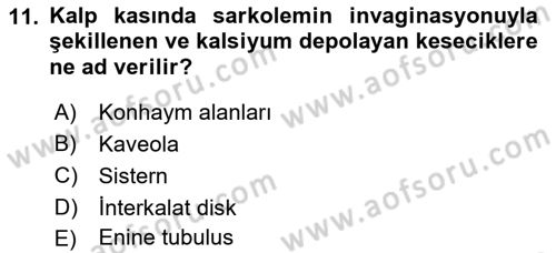 Temel Veteriner Histoloji ve Embriyoloji Dersi 2018 - 2019 Yılı (Final) Dönem Sonu Sınavı 11. Soru