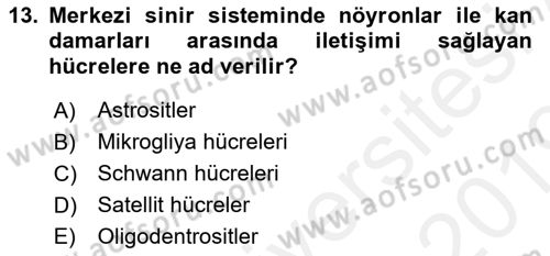 Temel Veteriner Histoloji ve Embriyoloji Dersi 2018 - 2019 Yılı (Final) Dönem Sonu Sınavı 13. Soru