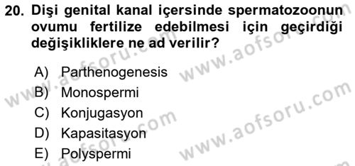 Temel Veteriner Histoloji ve Embriyoloji Dersi 2018 - 2019 Yılı (Final) Dönem Sonu Sınavı 20. Soru