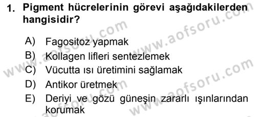 Temel Veteriner Histoloji ve Embriyoloji Dersi 2018 - 2019 Yılı Yaz Okulu Sınav Soruları 1. Soru