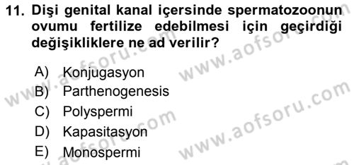 Temel Veteriner Histoloji ve Embriyoloji Dersi 2018 - 2019 Yılı Yaz Okulu Sınav Soruları 11. Soru