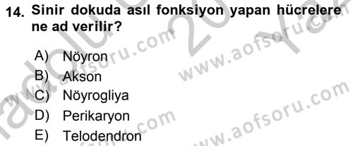 Temel Veteriner Histoloji ve Embriyoloji Dersi 2018 - 2019 Yılı Yaz Okulu Sınav Soruları 14. Soru