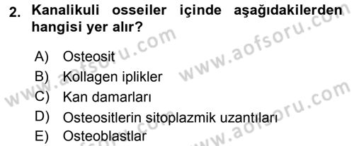 Temel Veteriner Histoloji ve Embriyoloji Dersi 2018 - 2019 Yılı Yaz Okulu Sınav Soruları 2. Soru