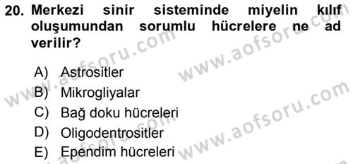 Temel Veteriner Histoloji ve Embriyoloji Dersi 2018 - 2019 Yılı Yaz Okulu Sınav Soruları 20. Soru