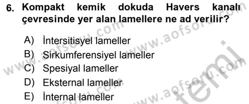 Temel Veteriner Histoloji ve Embriyoloji Dersi 2018 - 2019 Yılı Yaz Okulu Sınav Soruları 6. Soru