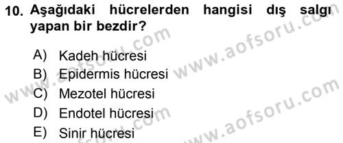 Temel Veteriner Histoloji ve Embriyoloji Dersi Ara Sınavı Deneme Sınav Soruları 10. Soru