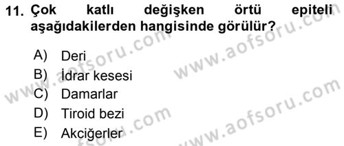 Temel Veteriner Histoloji ve Embriyoloji Dersi Ara Sınavı Deneme Sınav Soruları 11. Soru