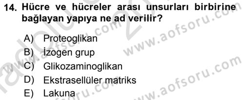 Temel Veteriner Histoloji ve Embriyoloji Dersi Ara Sınavı Deneme Sınav Soruları 14. Soru