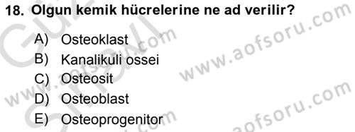 Temel Veteriner Histoloji ve Embriyoloji Dersi 2019 - 2020 Yılı (Vize) Ara Sınav Soruları 18. Soru