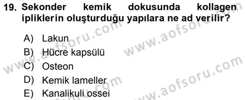 Temel Veteriner Histoloji ve Embriyoloji Dersi 2019 - 2020 Yılı (Vize) Ara Sınav Soruları 19. Soru