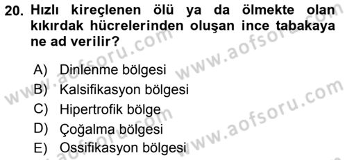 Temel Veteriner Histoloji ve Embriyoloji Dersi Ara Sınavı Deneme Sınav Soruları 20. Soru