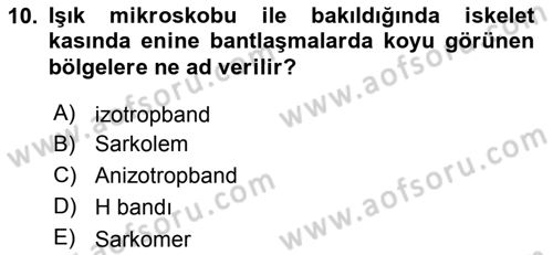 Temel Veteriner Histoloji ve Embriyoloji Dersi 2019 - 2020 Yılı (Final) Dönem Sonu Sınav Soruları 10. Soru
