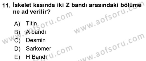 Temel Veteriner Histoloji ve Embriyoloji Dersi 2019 - 2020 Yılı (Final) Dönem Sonu Sınav Soruları 11. Soru