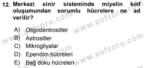 Temel Veteriner Histoloji ve Embriyoloji Dersi 2019 - 2020 Yılı (Final) Dönem Sonu Sınav Soruları 12. Soru
