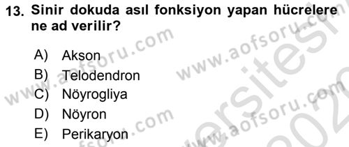 Temel Veteriner Histoloji ve Embriyoloji Dersi 2019 - 2020 Yılı (Final) Dönem Sonu Sınav Soruları 13. Soru