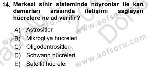Temel Veteriner Histoloji ve Embriyoloji Dersi 2019 - 2020 Yılı (Final) Dönem Sonu Sınav Soruları 14. Soru